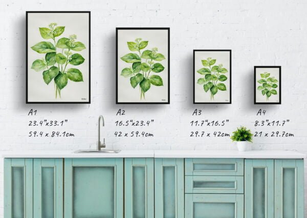 watercolour botanical print flowers brunnera macrophylla betty bowring boraginaceae minimalist print size comparison