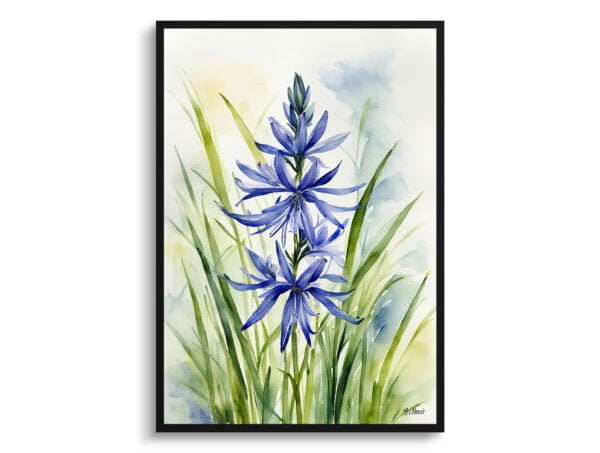 watercolour botanical print flowers camassia leichtlinii subsp front view