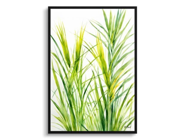 watercolour botanical print flowers carex oshimensis everillo minimalist front view