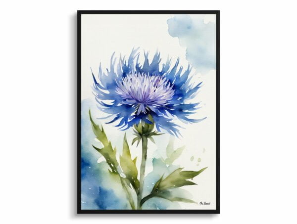 watercolour botanical print flowers centaurea cyanus blue boy front view