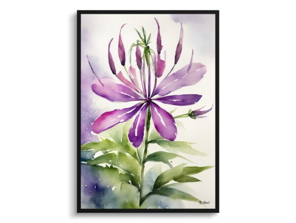 watercolour botanical print flowers cleome hassleriana violet queen front view