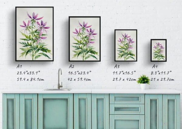 watercolour botanical print flowers cleome hassleriana violet queen minimalist print size comparison