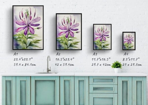 watercolour botanical print flowers cleome hassleriana violet queen print size comparison