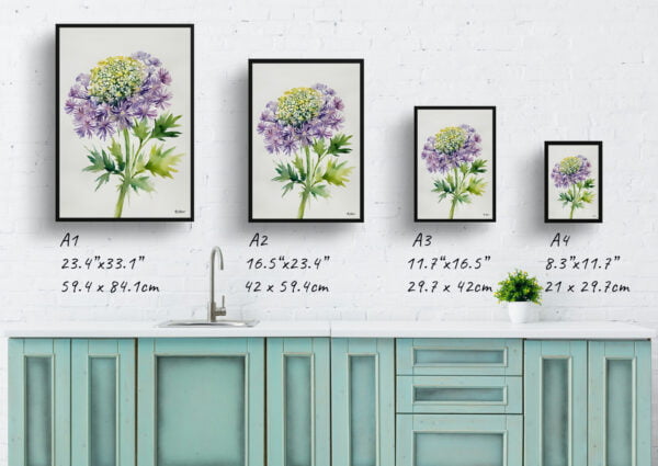 watercolour botanical print flowers daucus carota purple haze minimalist print size comparison