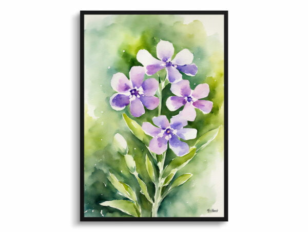 watercolour botanical print flowers hesperis matronalis front view