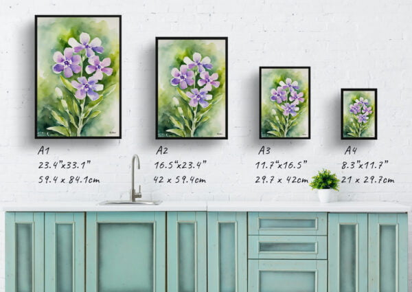 watercolour botanical print flowers hesperis matronalis print size comparison