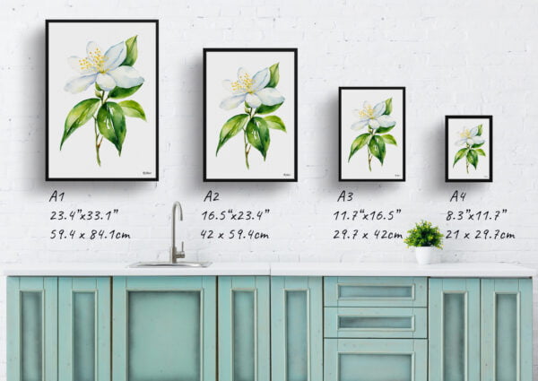 watercolour botanical print flowers jasmine minimalist print size comparison