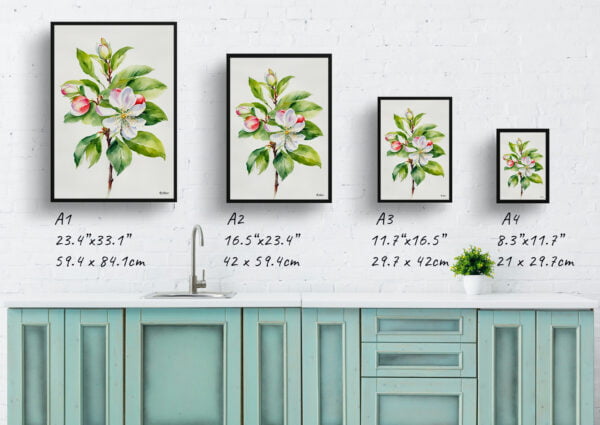 watercolour botanical print flowers malus domestica howgate wonder minimalist print size comparison