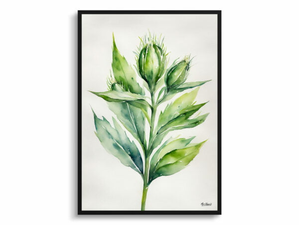 Cotton Scotch thistle Watercolour Botanical Art Print - Onopordum Acanthium Minimalist Framed Plant Wall Art