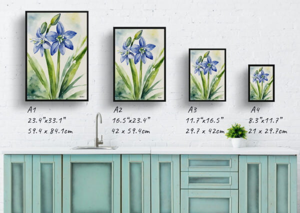 watercolour botanical print flowers scilla bifolia print size comparison