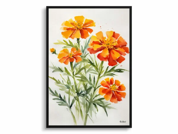 African Marigold Watercolour Botanical Art Print - Tagetes Cinnabar Minimalist Framed Plant Wall Art