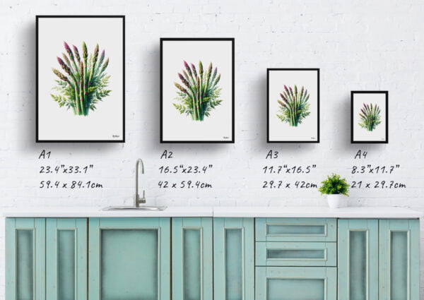 watercolour realist flowers gijnlimasparagus officinalis print size comparison