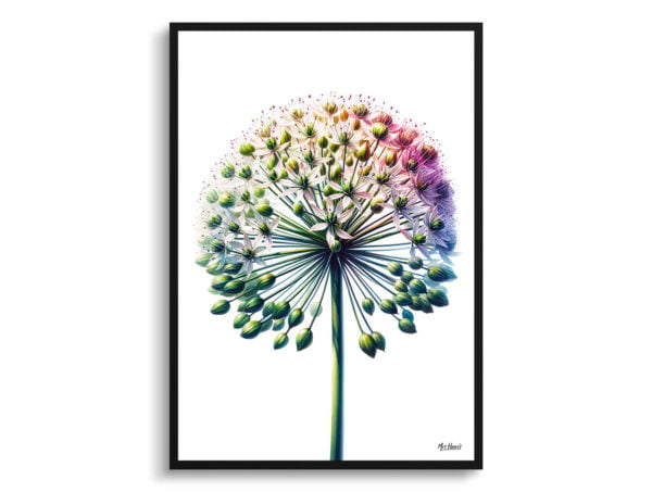 watercolour realist flowers ornamental onionallium nigrum front view