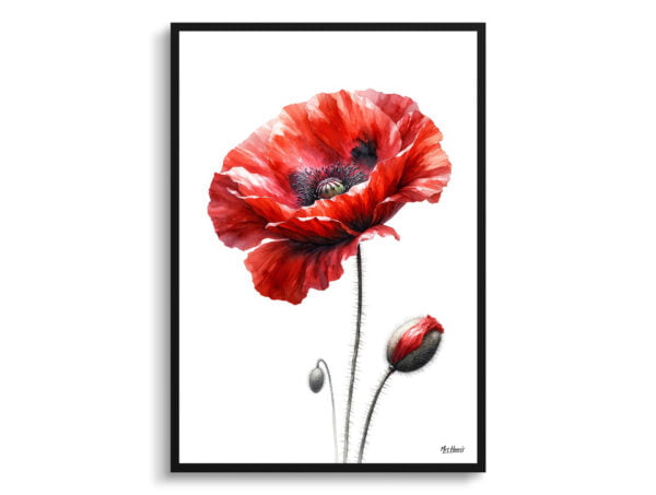 watercolour realist flowers poppypapaver rhoeas front view