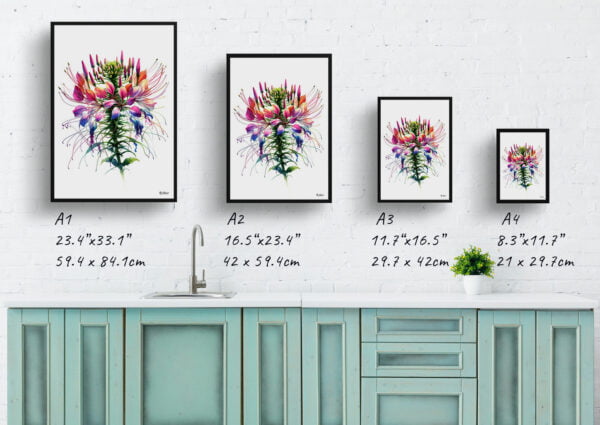 watercolour realist flowers spider flowercleome print size comparison