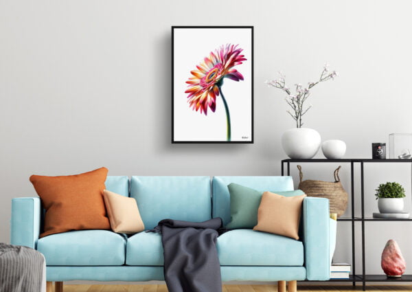 watercolour realist flowers transvaal daisygerbera living room