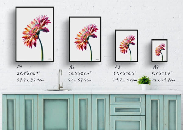 watercolour realist flowers transvaal daisygerbera print size comparison