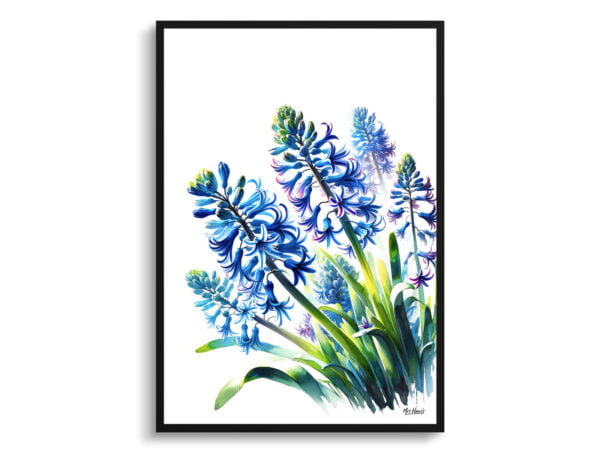 watercolour realist flowers wild hyacinthscamassia leichtlinii front view