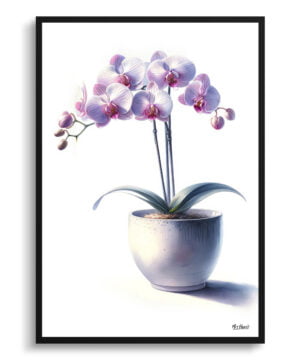 watercolour realist home plants moth orchidphalaenopsis amabilis front view