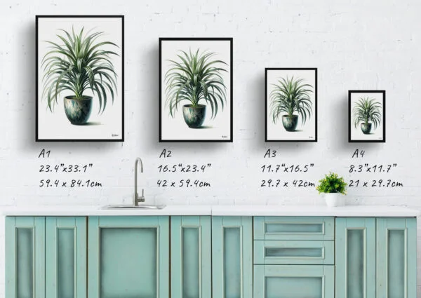 watercolour realist home plants spider plantchlorophytum comosum print size comparison