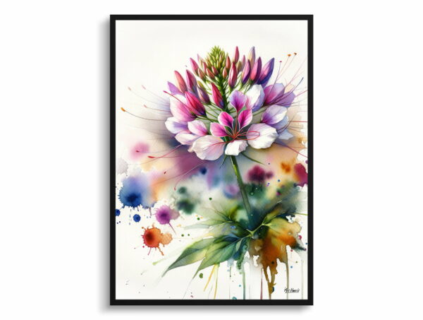 watercolour blotted flowers spider flowercleome front view 1