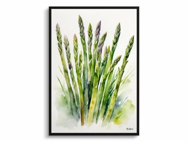 watercolour botanical print flowers asparagus officinalis gijnlim front view 1