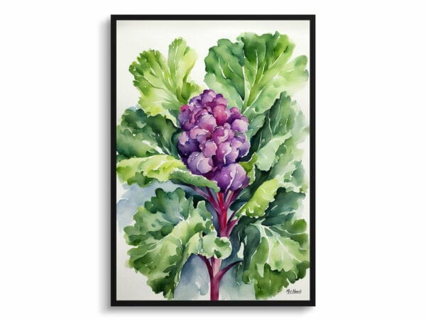 watercolour botanical print flowers brassica oleracea var gemmifera rubine front view 1