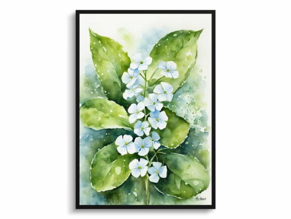 watercolour botanical print flowers brunnera macrophylla betty bowring boraginaceae front view 1