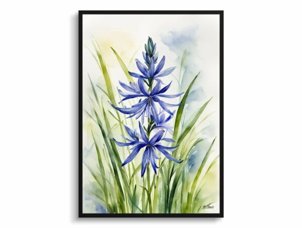 watercolour botanical print flowers camassia leichtlinii subsp front view 1