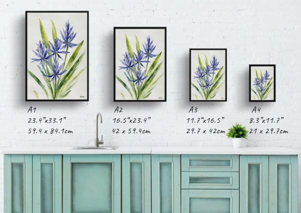 watercolour botanical print flowers camassia leichtlinii subsp minimalist print size comparison 1