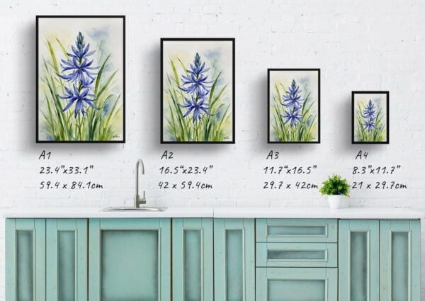 watercolour botanical print flowers camassia leichtlinii subsp print size comparison 1