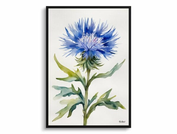 watercolour botanical print flowers centaurea cyanus blue boy minimalist front view 1