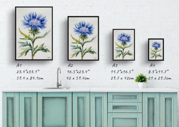 watercolour botanical print flowers centaurea cyanus blue boy minimalist print size comparison 1