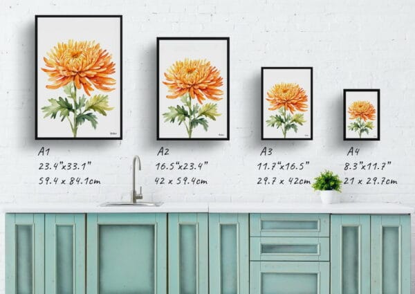 watercolour botanical print flowers chrysanthemum minimalist print size comparison 1