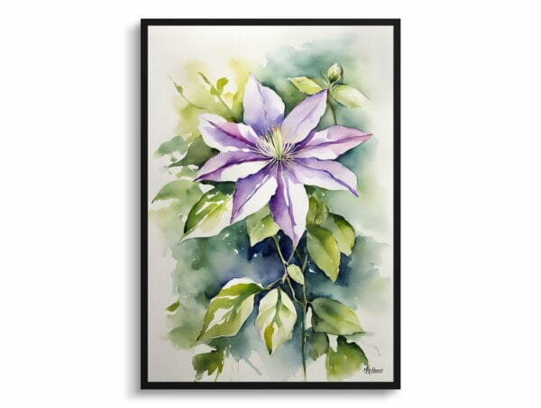 watercolour botanical print flowers clematis gravetye beauty front view 1