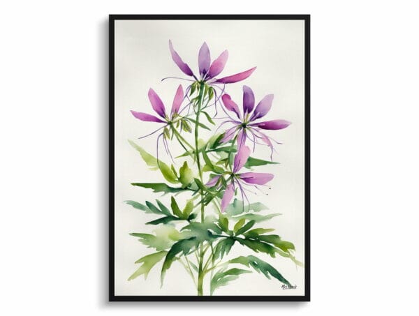 watercolour botanical print flowers cleome hassleriana violet queen minimalist front view 1