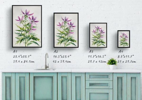 watercolour botanical print flowers cleome hassleriana violet queen minimalist print size comparison 1