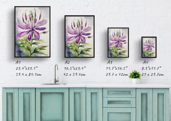 watercolour botanical print flowers cleome hassleriana violet queen print size comparison 1