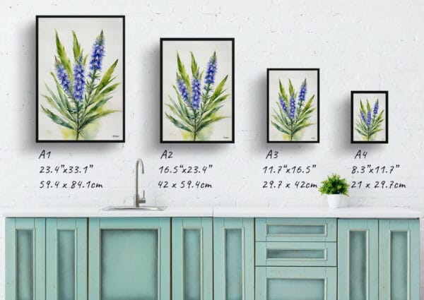 watercolour botanical print flowers echium vulgare minimalist print size comparison 1