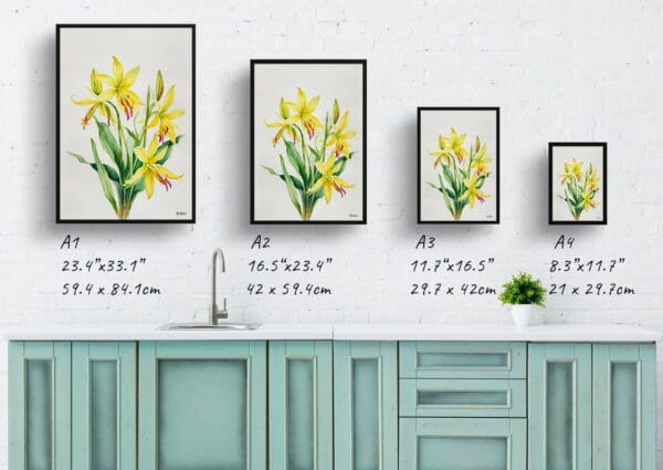 watercolour botanical print flowers erythronium pagoda minimalist print size comparison 1