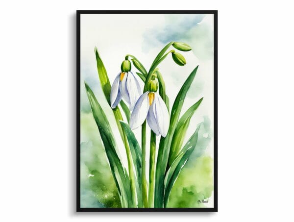 watercolour botanical print flowers galanthus elwesii front view 1