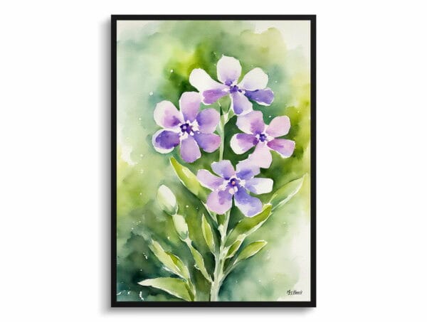 watercolour botanical print flowers hesperis matronalis front view 1