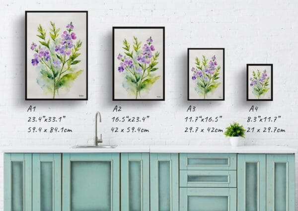 watercolour botanical print flowers hesperis matronalis minimalist print size comparison 1