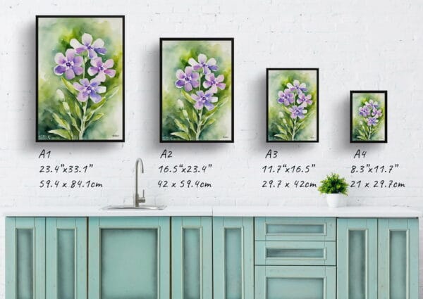 watercolour botanical print flowers hesperis matronalis print size comparison 1