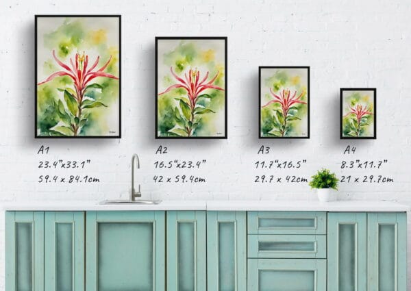 watercolour botanical print flowers honeysuckle print size comparison