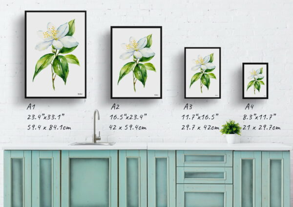 watercolour botanical print flowers jasmine minimalist print size comparison 1