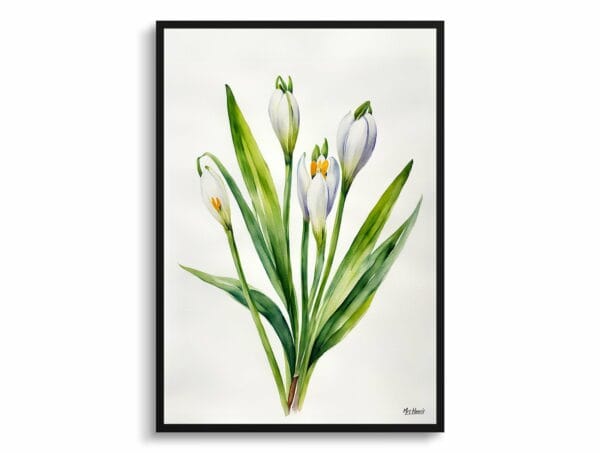 watercolour botanical print flowers leucojum aestivum gravetye giant minimalist front view 1