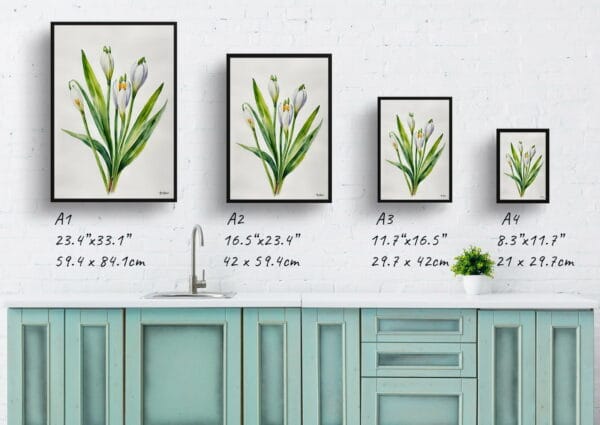 watercolour botanical print flowers leucojum aestivum gravetye giant minimalist print size comparison 1