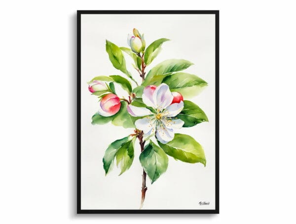 watercolour botanical print flowers malus domestica howgate wonder minimalist front view 1