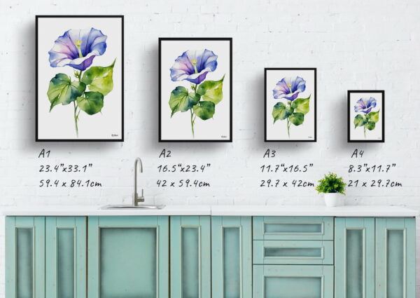 watercolour botanical print flowers morning glory minimalist print size comparison 1